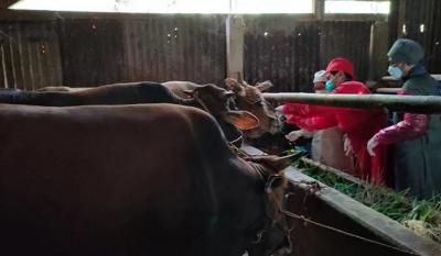 Krisis Medis Veteriner: 4 Juta Ternak di Batang Hanya Bergantung pada Satu Dokter