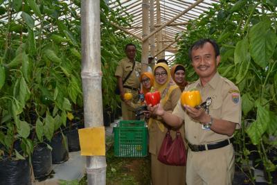 paprika-gapoktan-peni-murni-ekspor-ke-singapura