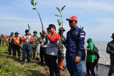 pmi-batang-tanam-1500-mangrove-di-pesisir-pantai-siklayu-gringising