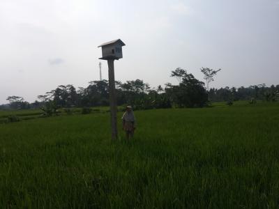 rubuha-cara-praktis-meringkus-hama-tikus