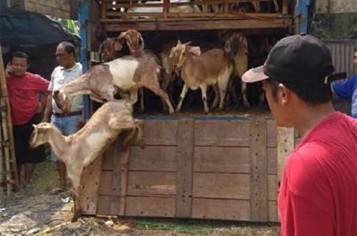 Melonjaknya Harga Hewan Kurban