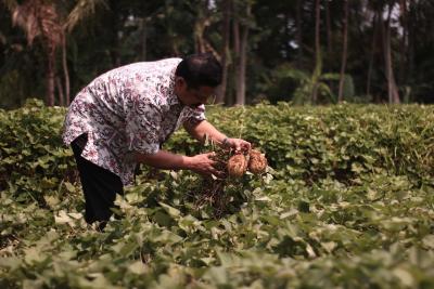 Ketela Rambat Desa Adinuso Reban Kabupaten Batang Kuasai Pasar di Asia Timur