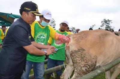 Batang Gelar Potensi Peteranakan dan Kontes Sapi Simental dan Kambing Etawa  