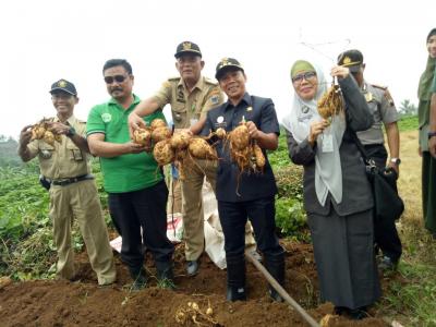 Bupati Wihaji Panen Raya Umbi Jalar Lokal Jenis AC Putih