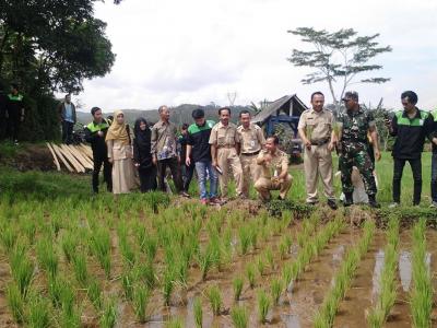 babinsa-dan-bpp-subah-ajak-petani-tanam-padi-dengan-cara-haston