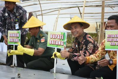 cabe-kriting-bawang-mampu-tembus-pasar-singapura