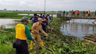 bupati-wihaji-bersihkan-enceng-godok-di-sungai-gabus