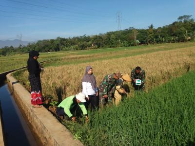 babinsa-bersama-warga-tak-pernah-lelah-membasmi-hama-tikus