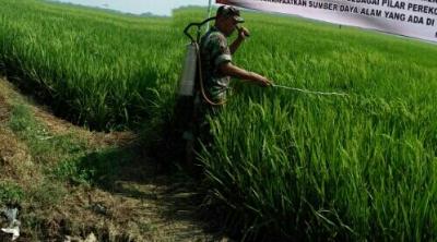 kendalikan-hama-koramil-ajak-petani-giat-semprot-padi
