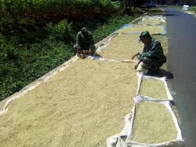 babinsa-lakukan-penelitian-dalam-proses-penjemuran-padi