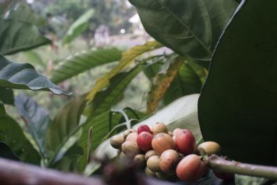 harga-kopi-robusta-batang-meningkat-petani-kopi-semangat