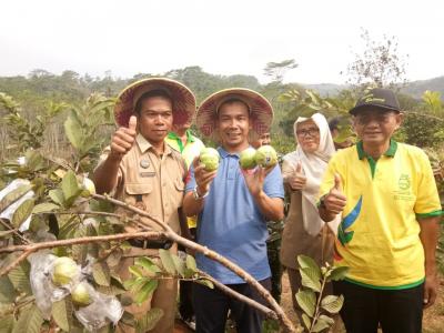 desa-bandung-miliki-kampung-buah-siap-petik