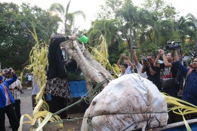 ada-9-prosesi-ritual-ceblok-tandur-waringin-batang