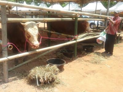 gebyar-upsus-siwab-jateng-tunjukkan-bibit-ternak-unggul