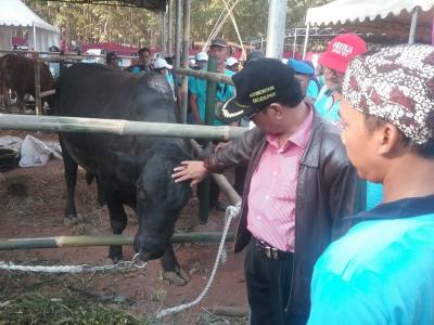 pemerintah-maksimalkan-upsus-siwab-untuk-optimalkan-swasembada-protein-nasional