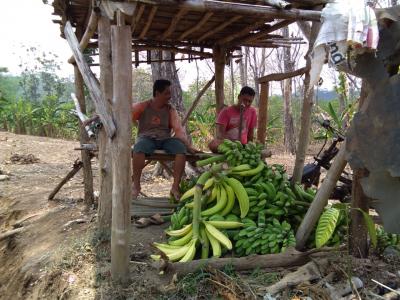 Panen Melimpah Harga pun Bersaing