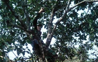 demi-lepas-kerinduan-satgas-tmmd-batang-panjat-pohon