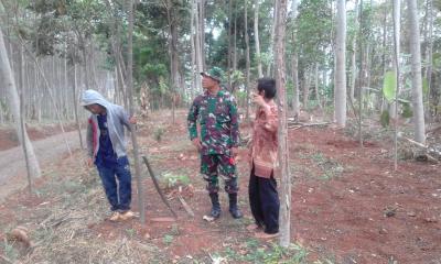 apresiasi-petani-sengon-atas-jalan-baru-desa-durenombo