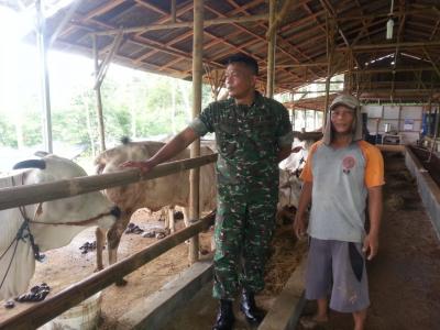 tips-beternak-sapi-potong-ala-lembu-joyo