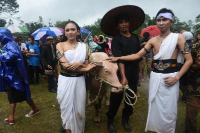ritual-kirab-kebo-bule-desa-silurah-berlangsung-meriah