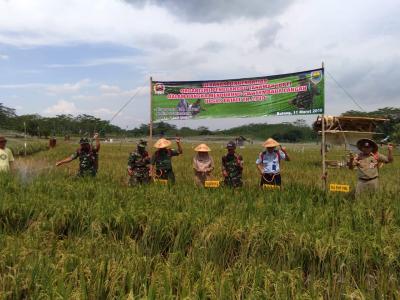 gerakan-pengendalian-opt-di-wilayah-kodim-batang