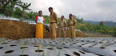 Mampu Menopang Kebutuhan Nasional, Bupati Batang Sambangi Petani Bawang Putih 