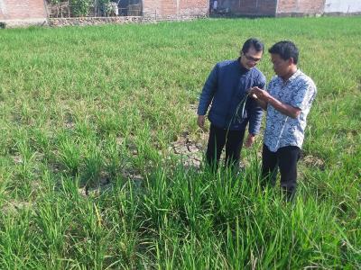Dampak Kekeringan Bagi Petani di Batang