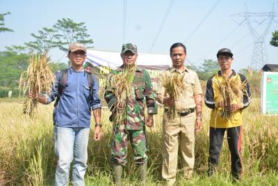 Panen Raya di Batang, Padi Hasil Pupuk Organik Wijaya Kusuma